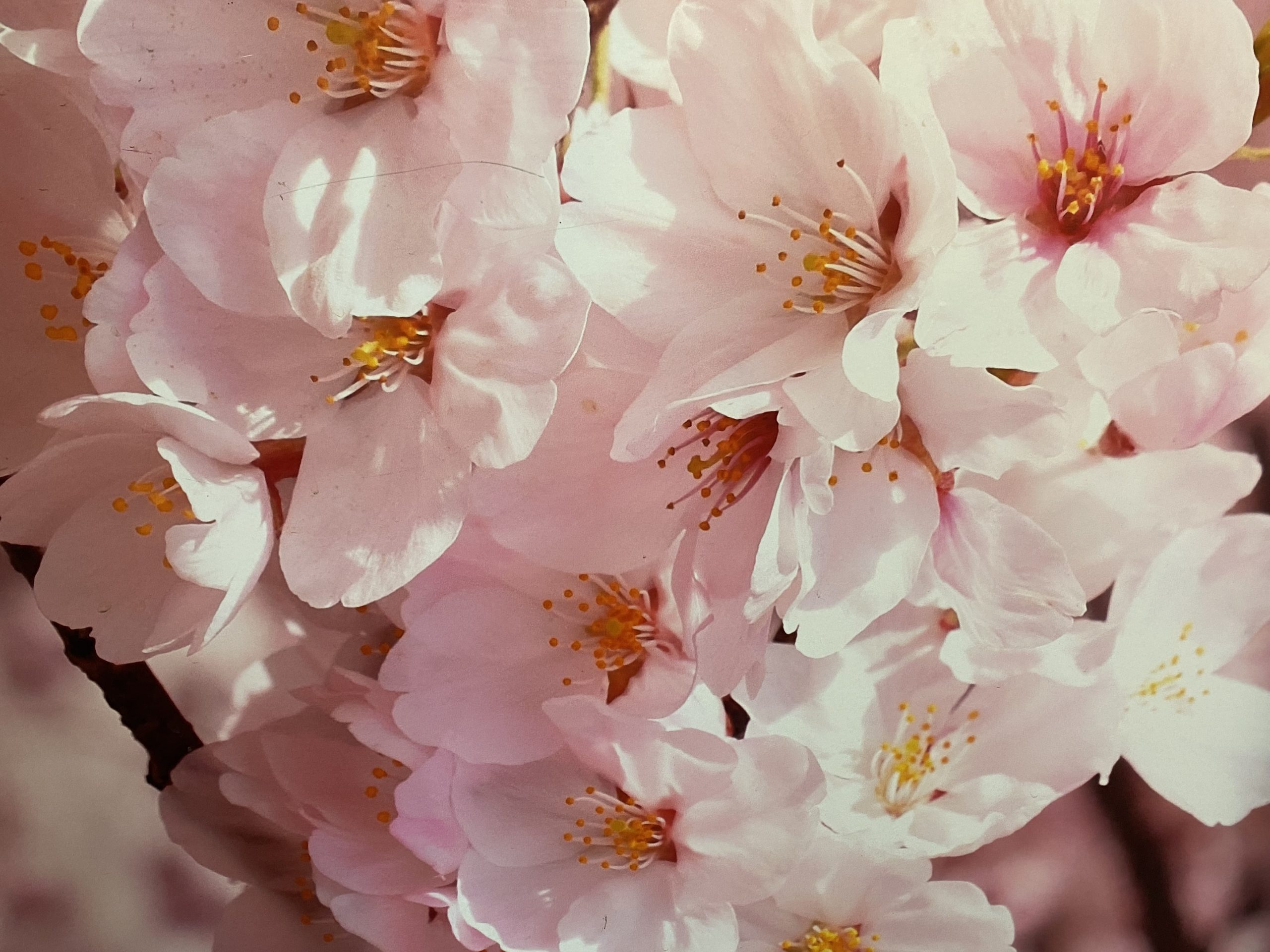 Florist-2025-01-16-Ax7ru